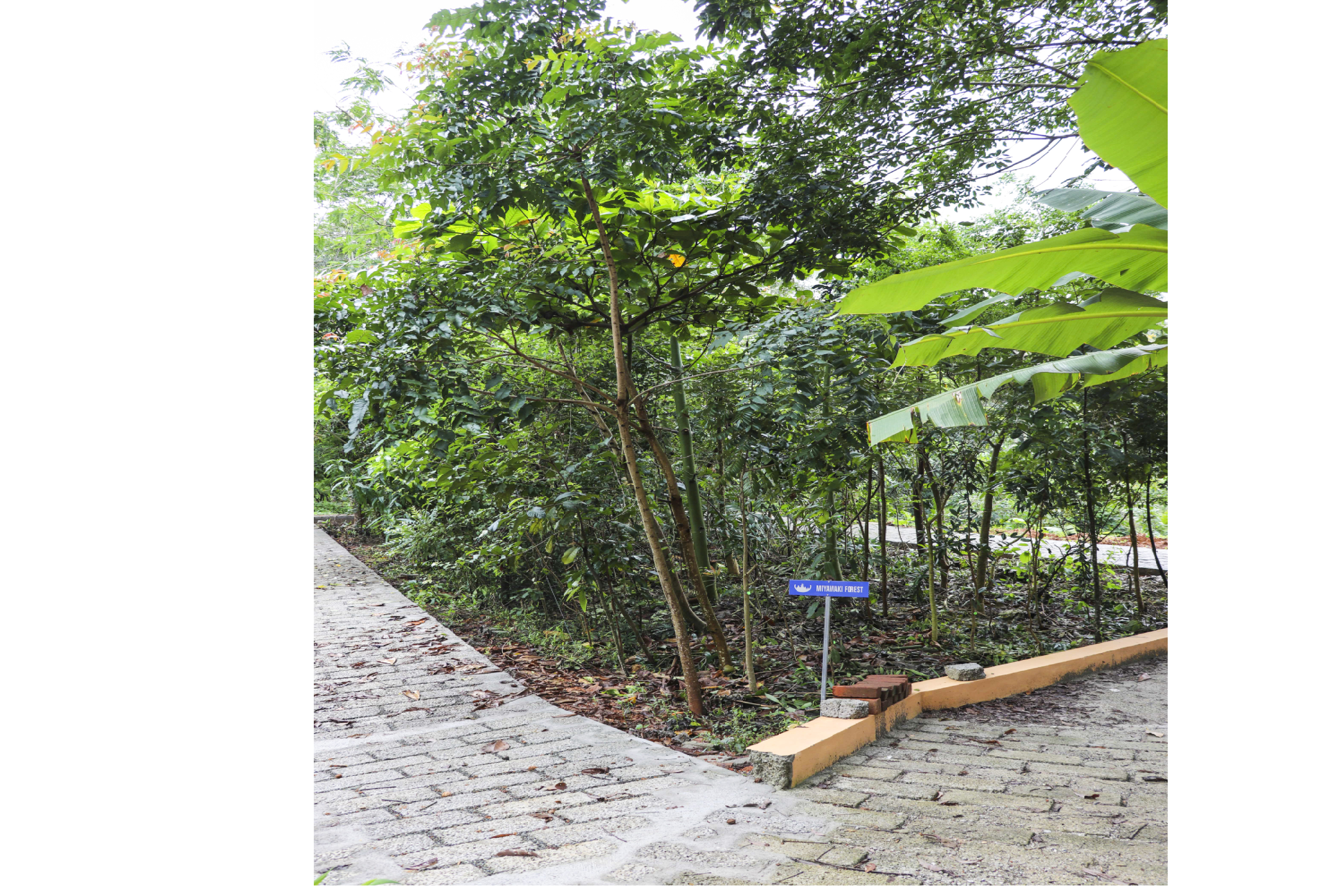 Green Miyawaki Forest